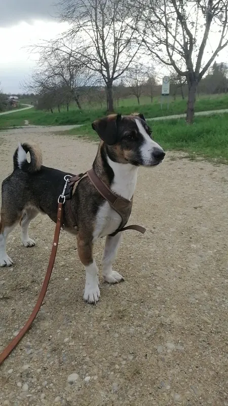 Richie, Landshut