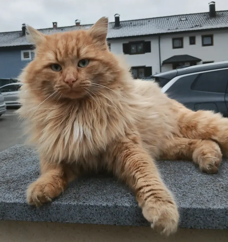 Jaro, Sonthofen