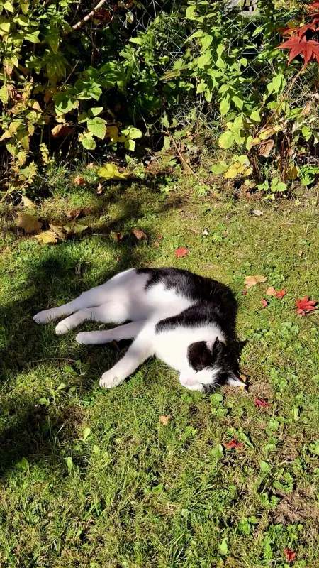 Sammy, Sonthofen