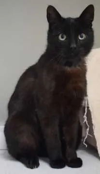 Paco, Vreden