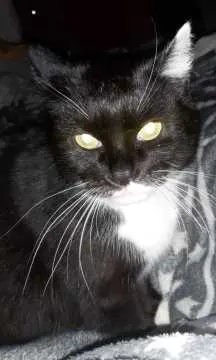 Minnie Maus, Burg