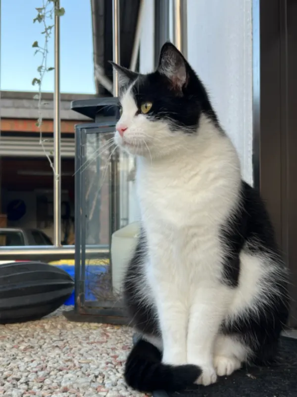 Coco, Seesen