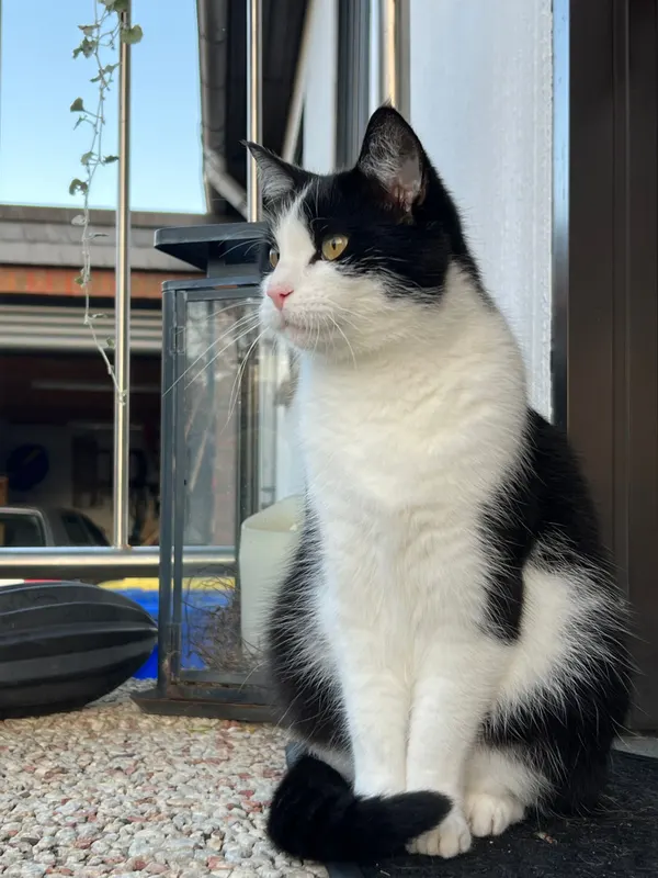 Coco, Seesen