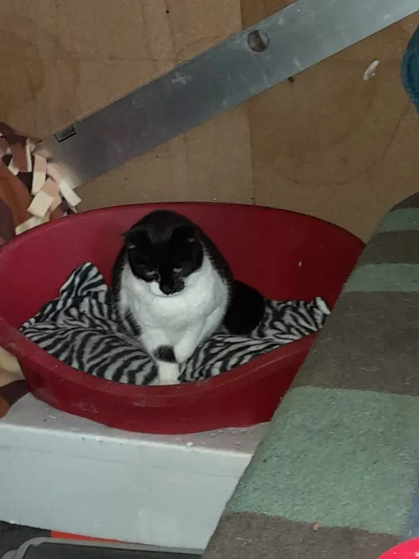 Lotti, Seesen
