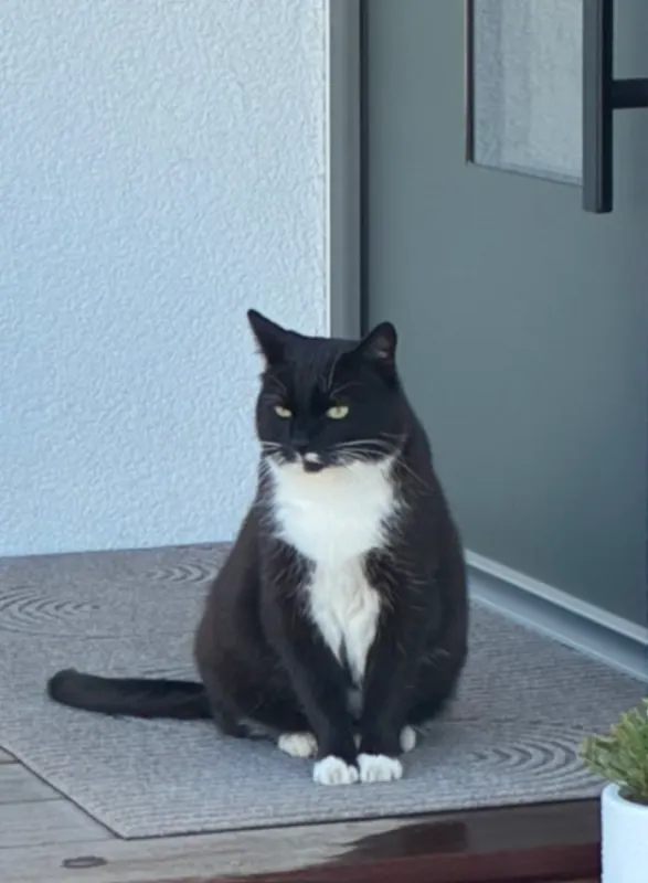 Carli, Coesfeld