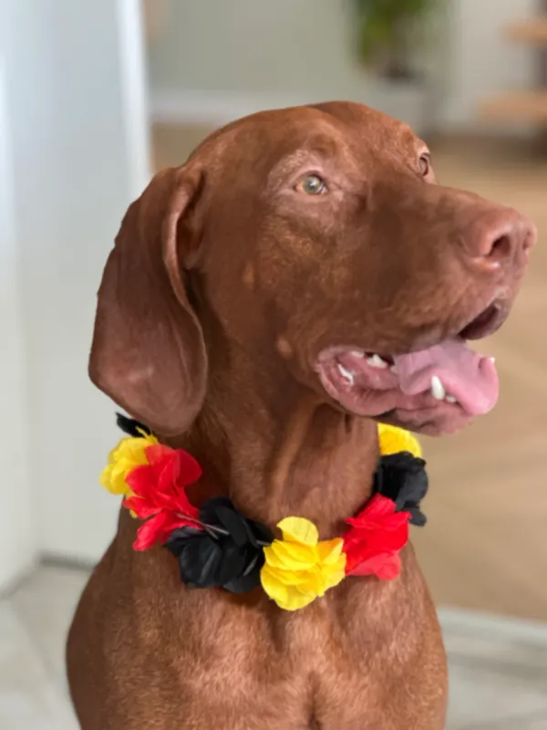 Chewie, Gifhorn