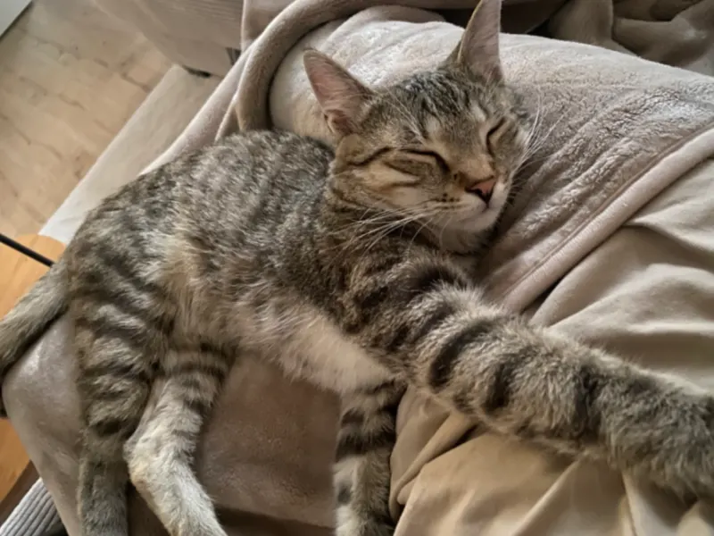 Milo, Helmstedt