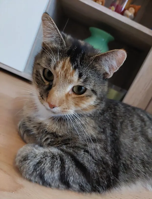 Lilly, Helmstedt
