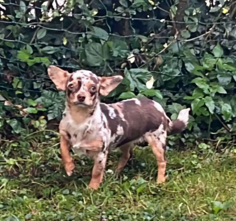 Abby, Winnenden