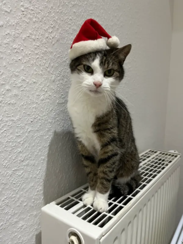 Sid, Aurich