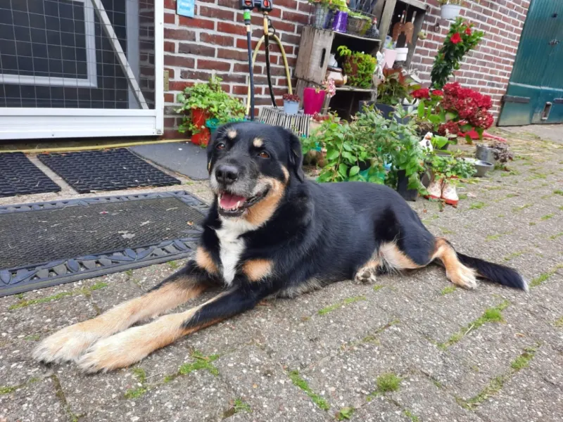 Lucky, Aurich