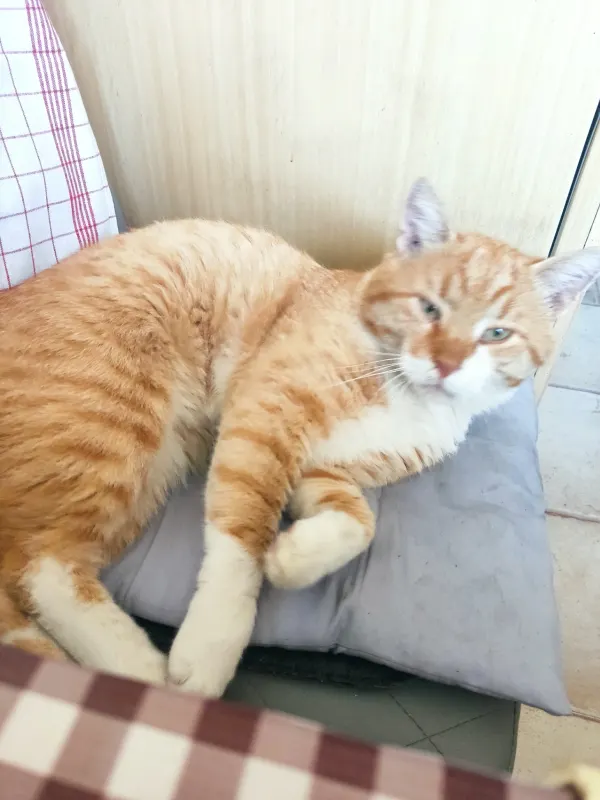 Milo, Burg bei Magdeburg