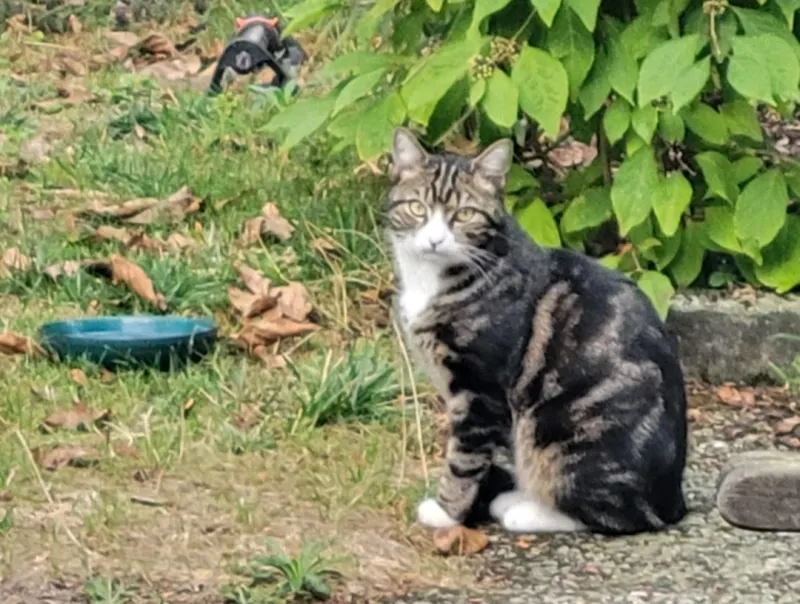 Pablo, Viernheim