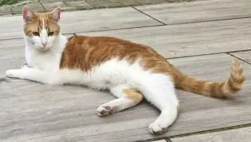 Simba, Sallgast
