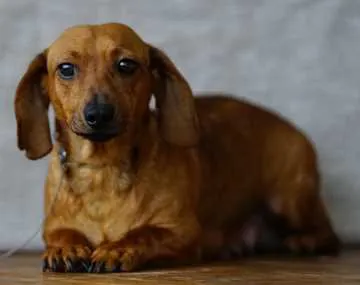 Lola, Geilenkirchen