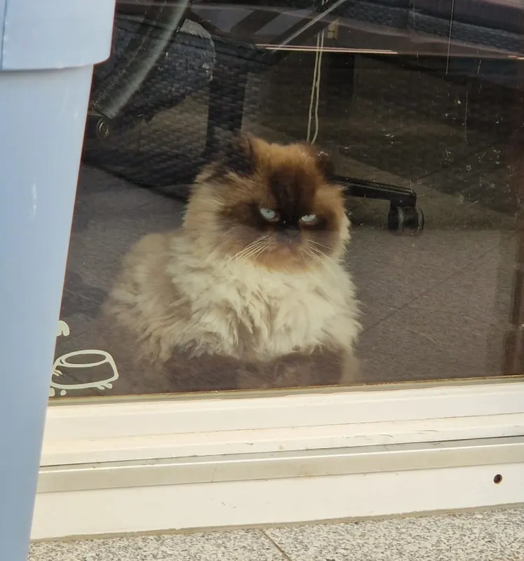 Balu, Pinneberg