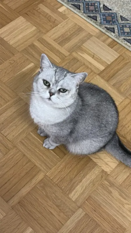 Nazli, Meckenheim