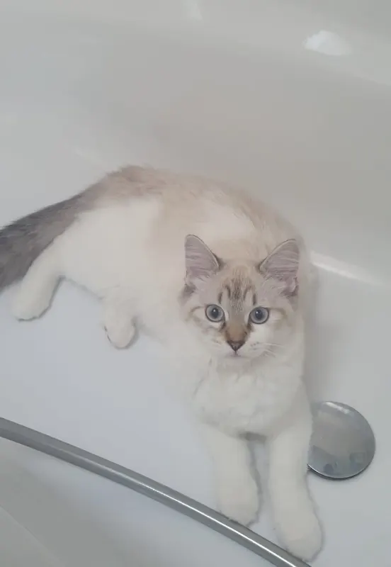 Mia, Meckenheim