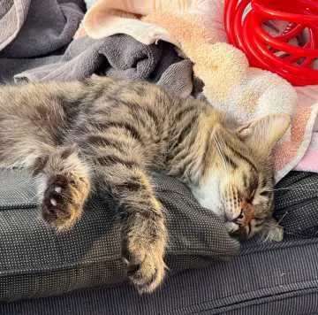 Theodor, Nörvenich