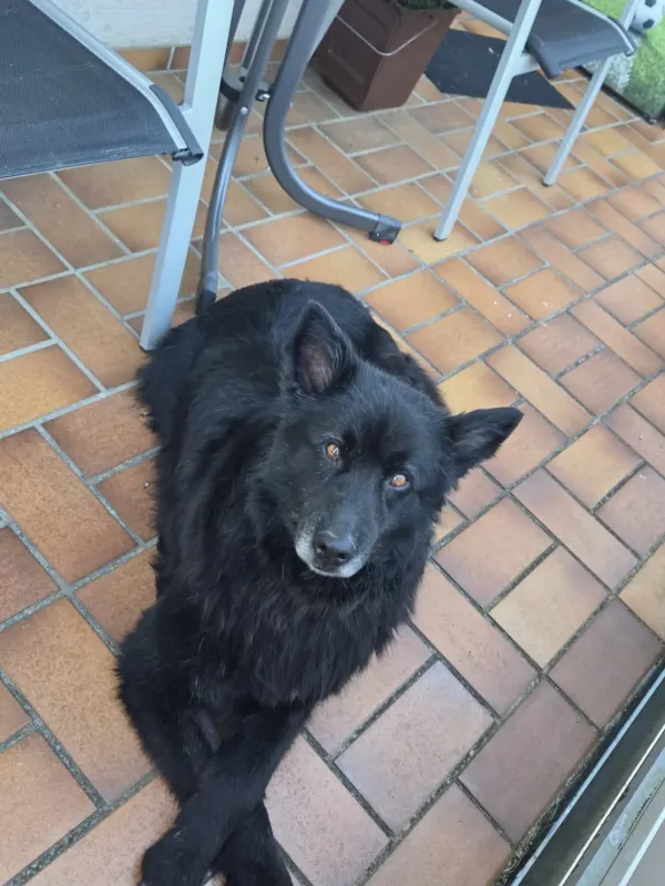 Oskar, Friedrichshafen