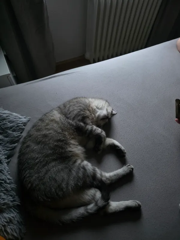 Sokka, Recklinghausen
