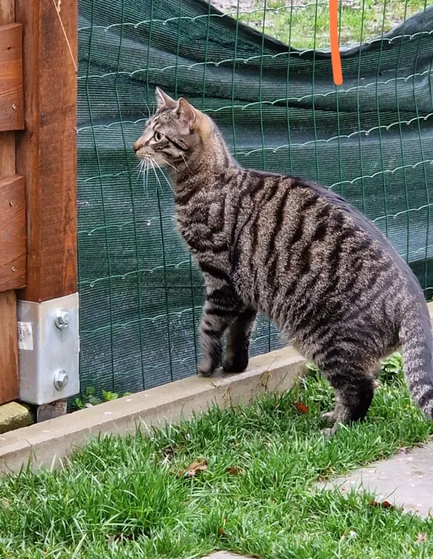 Rocky, Recklinghausen