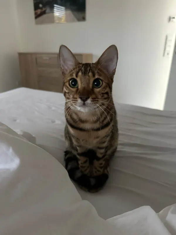 Nala, Hude