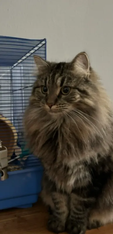 Betti, Schönebeck