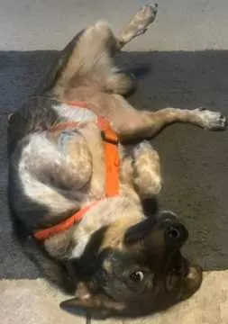 Floh, Pähl