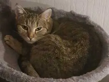 Lina, Nordhausen