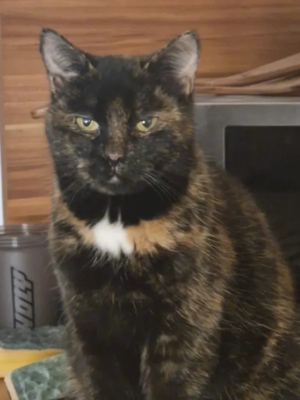 Lilly, Babenhausen