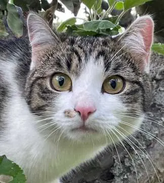 Tommy, Crimmitschau