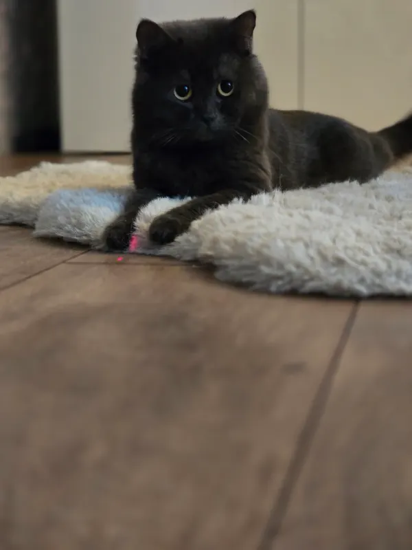 Odin, Voerde