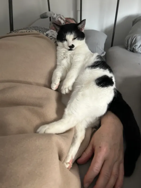 Candy Katze, Herzogenaurach