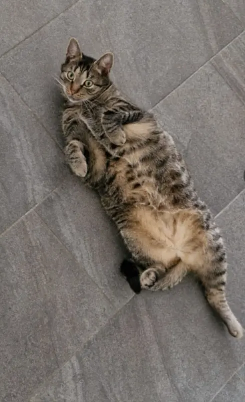 Dexter, Stadtlohn
