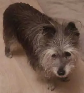 Lilly, Küps
