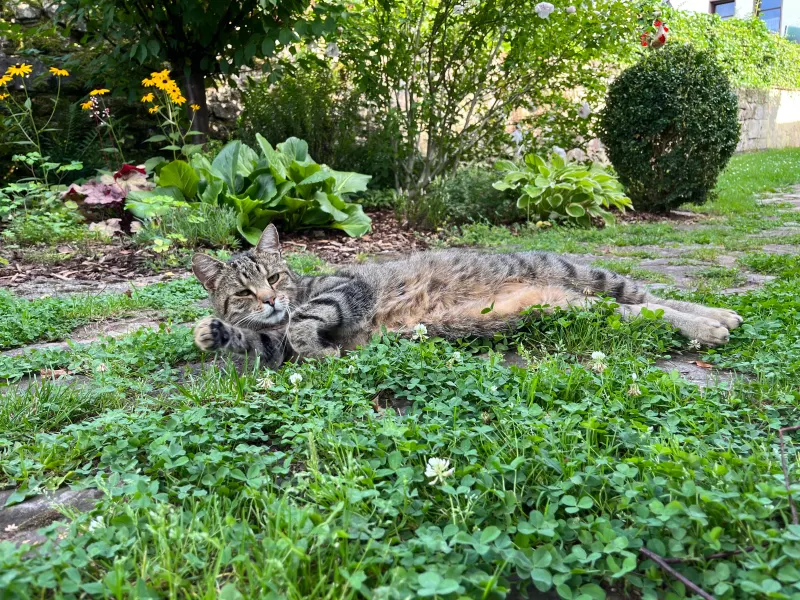 Cleo, Eisenach