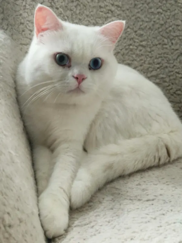 Weißer Kater, Tempelhof