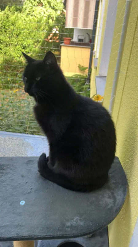 Tiquila, Lichterfelde