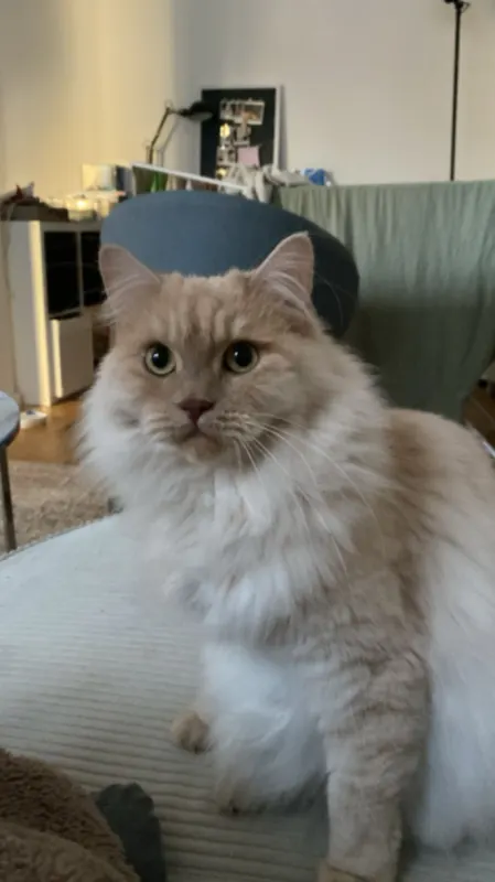 Minou, Weißensee