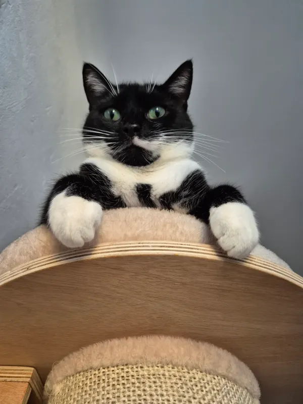 Filou, Schöneberg