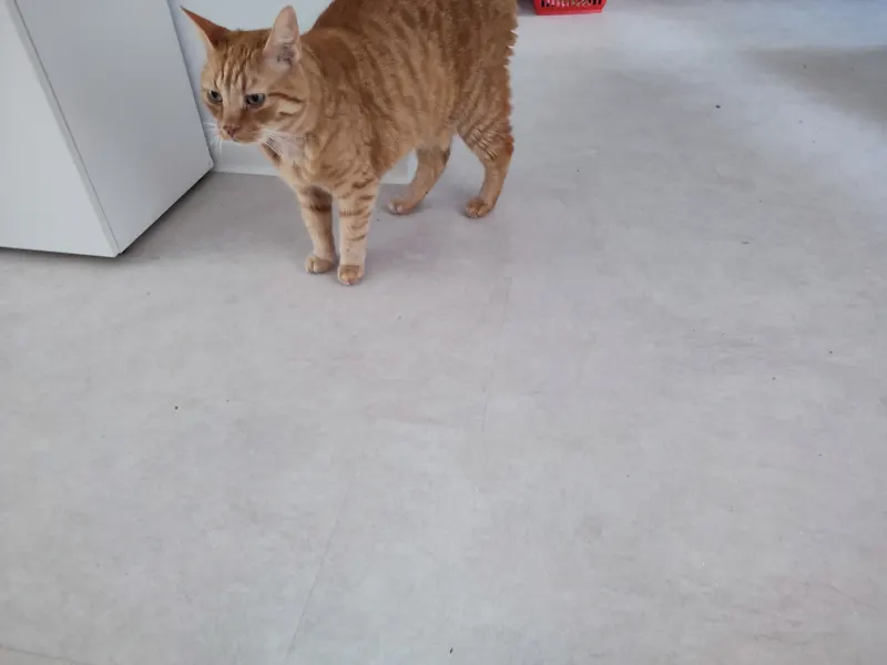 Max, Steglitz