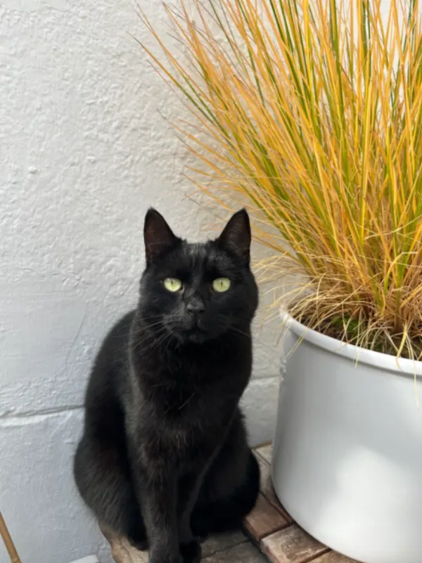 Percy, Schöneberg