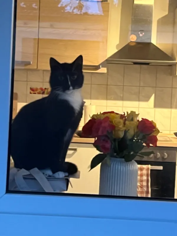 Rocket, Landau in der Pfalz