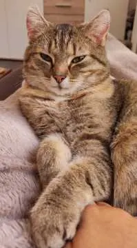 Lotti, Trier