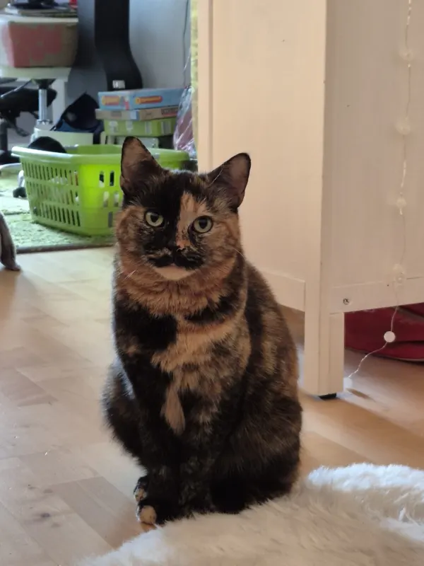 Lola, Langenhorn