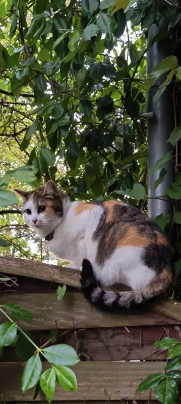Shila, Norderstedt