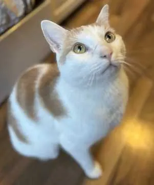 Finnegan, Bremen