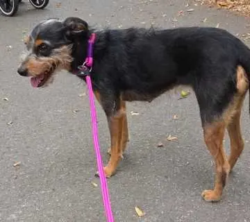 Bella, Vettweiß