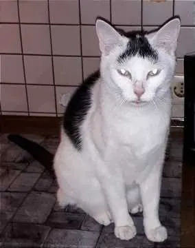 Kitty, Bremerhaven